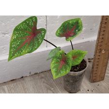 Каладиум Ред Стар / Caladium Red Star