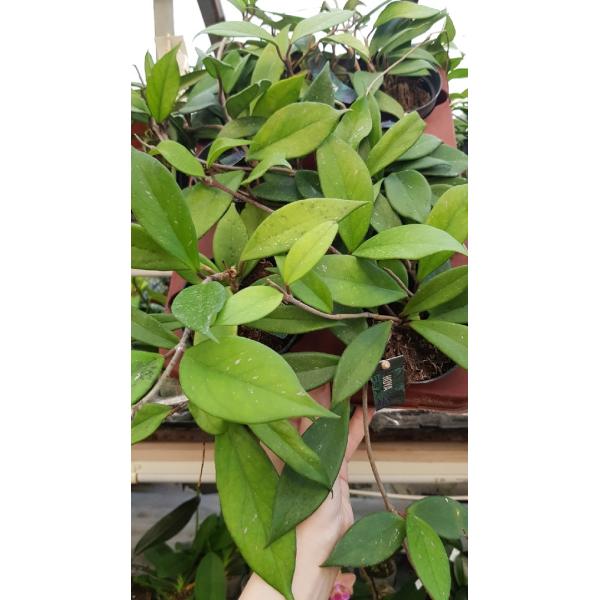 Хойя пубикаликс сорт «Роял Хавайан Пёрпл» / Hoya pubicalyx cv. Royal Hawaiian Purple