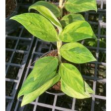 Rhaphidophora elliptica variegated Aurea