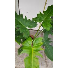 Philodendron sp. lime fiddle 17 cm pot
