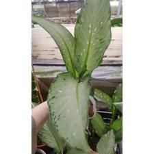 Dieffenbachia Udomsub серебрянный 1300p