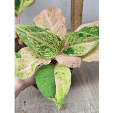 Aglaonema anklet green / Gamlai Yok A-88