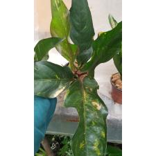 Anthurium variegated sp 6