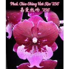 Phal. Chia-Shing Hot Kiss '256' 2.5"