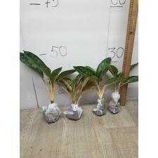 Aglaonema Indiana King A-30