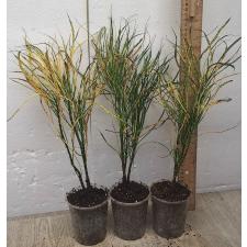 Кодиеум Пикассо / Codiaeum A59 Picasso