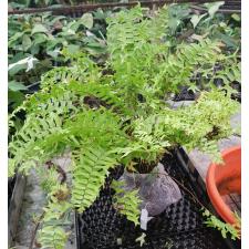 Nephrolepis falcata 'Furcans' (golden leaf) 198