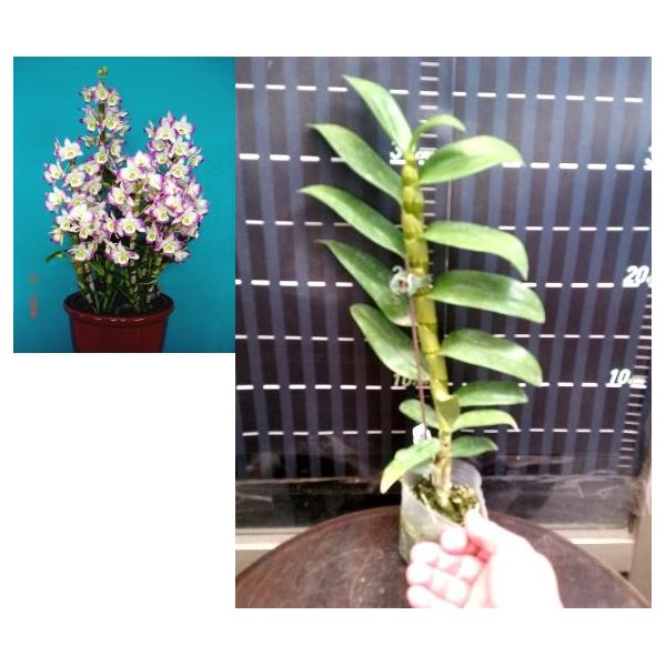 Дендробиум Лаки Герл / Den. Lucky Girl