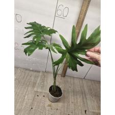 philodendron selloum bipinnatifidum pot 650p