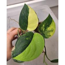 Scindapsus Jade Satin variegated