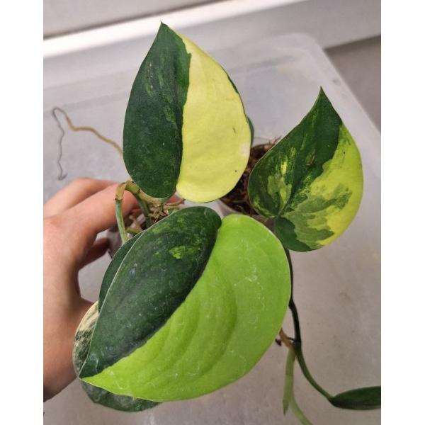 Scindapsus Jade Satin variegated