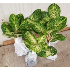 Aglaonema A-106 Siam Compac
