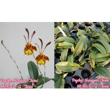 Психопсис «Марипоса Твинс» / Psychp. Mariposa 'Twins'