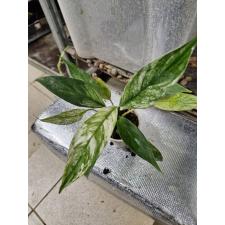 spathiphyllum sp variegata 900p