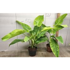 Philodendron calkins gold