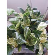 Philodendron White Stripe 11 cm pot