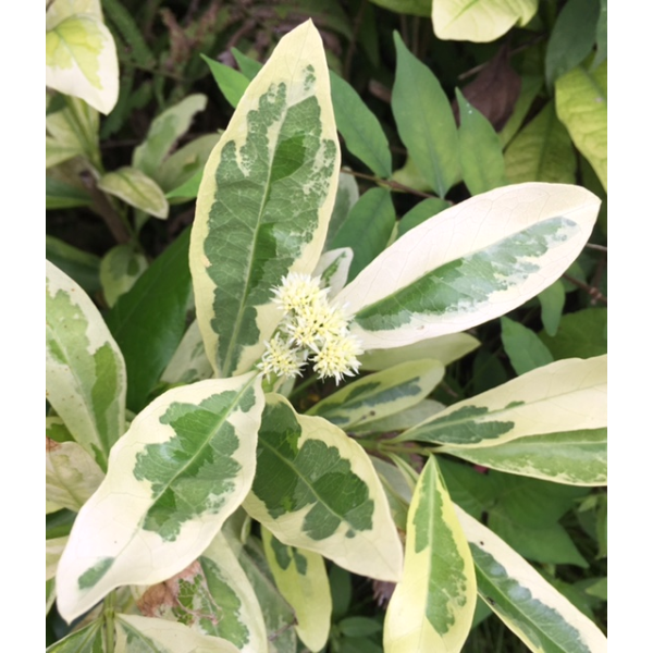 Иксора Финлейсониана альбомаргината / Ixora finlaysoniana albomarginata