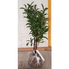 Ixora Orange Twist. 166/1