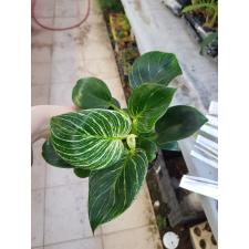 Philodendron birkin pot уценка 850р