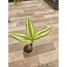 Dracaena sp. yellow variegated s