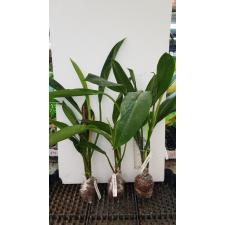 Philodendron sp.(T34) 516/3 okt.