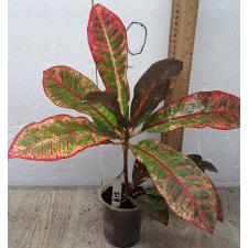 Кодиеум Компакт / Codiaeum A15 Compact