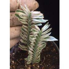 Pedilanthus sp. (white margin)