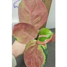 Аглаонема Китти / Aglaonema Kitty A-59
