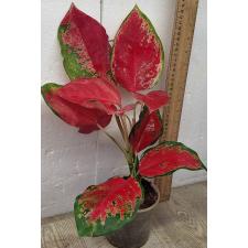 Аглаонема Чанг Данг / Aglaonema Chang Dang в горшке