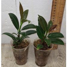 фикус американский гвианский / Ficus Americana Subsp. Guianensis (S)