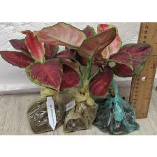 Аглаонема Субчоа / Aglaonema Subchoa A-36