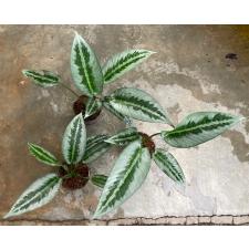 Schismatoglottis wallichii (Special Silver) 283