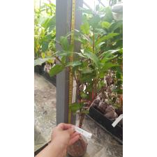 Ixora Orange Storm 455