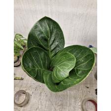 Anthurium jenmanii round leaves