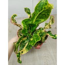 Codiaeum Sri Lom A54