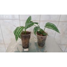 Schismatoglottis wallichii (Special Silver) 283