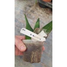 Sansevieria cylindrica 'Obake' (wax leaf)(S)705