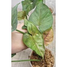 Syngonium sp Plum Allusion