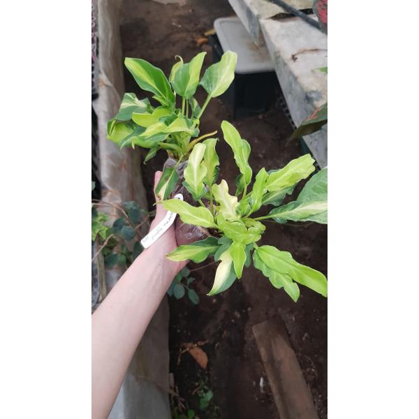 philodendron xanadu dwarf variegated