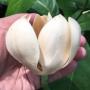 Magnolia liliifera x champaca (new hybrid)