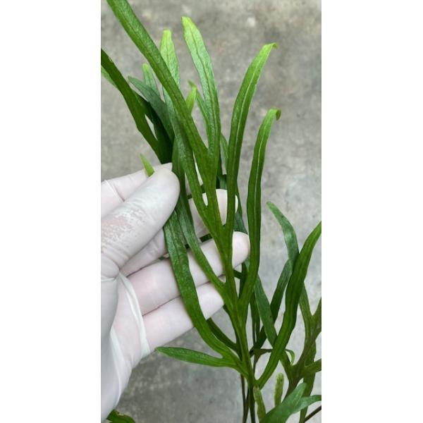 Phymatosorus grossus 'Skeleton' 204/1