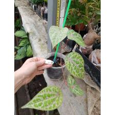 Piper crocatum 591/1