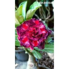 Adenium EK 8668