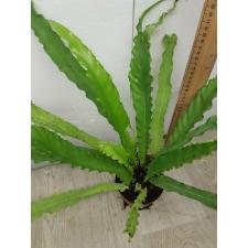 asplenium sp antiquum