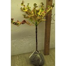 Кодиеум Чана Чай / Codiaeum Chana Chai 42