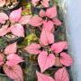 Caladium C-11