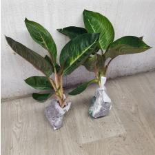 Aglaonema Moonlight-Black A-101