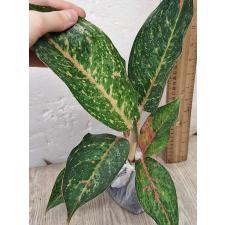 Аглаонема МонгколМани зеленая. / Aglaonema MongkolManee - green A-58