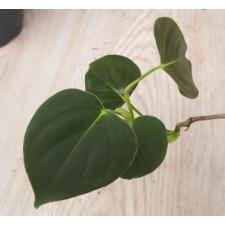 Philodendron lupinum pot 850p