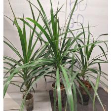 Драцена маргината / Dracaena marginata (L)